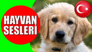 Hayvanlar ve Hayvan Sesleri  Çocuklar ve Bebekler için Türkçe Okul Öncesi Eğitici Video [upl. by Akkeber]