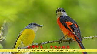 灰喉山椒鳥 Grey chinned Minivet francais [upl. by Meenen753]