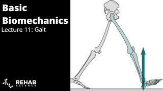 Biomechanics Lecture 11 Gait [upl. by Ahcim]