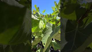 BARE ROOT FIG TREE SALE PREVIEW [upl. by Eseilenna]