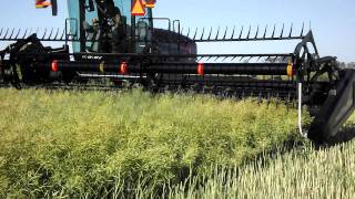 MacDon M150 swather in canola [upl. by Anala]