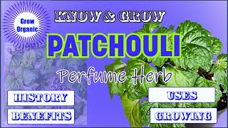 Perfume Herb  Know and Grow Patchouli Pogostemon cablin Medicinal Herb aseedtolife seedtolife [upl. by Refinnaj]