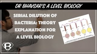 Serial dilution of bacteria theory explanation for A level biology [upl. by Oletta]