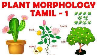 Plant Morphology in Tamil 1  Introduction  Rajus Biology [upl. by Ayhdnas577]