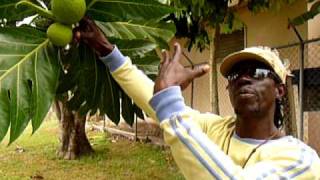 Negril  Breadfruit tree  at Ansells Thatch Negril Cottages Jamaica 2010 [upl. by Hsevahb]