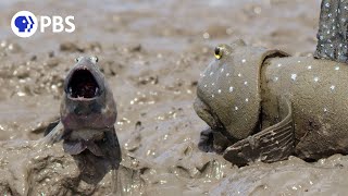 Mudskipper Jumping Contest For Mate [upl. by Galasyn]