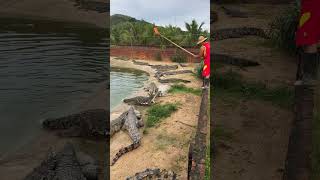 crocodilefarm crocodile dangerousactionspleasedonotimitate [upl. by Ericka]