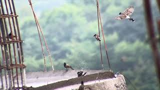 Bulbuls playing [upl. by Fauman]