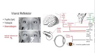 Akomodasyon refleksi Accomodation reflex mechanism [upl. by Ahsima765]