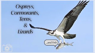 Ospreys Cormorants Terns and Lizards [upl. by Wolford333]