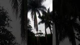 NIPHAD NATURE shortvideo nature [upl. by Busch635]