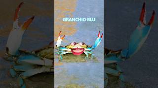 Granchio blu vs Favollo 🦀 [upl. by Kevin]