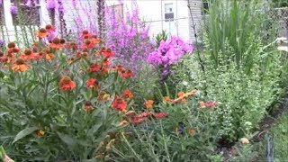 Propagating Catmint or Nepeta [upl. by Walliw]