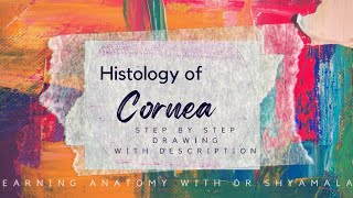 Histology of Cornea Step by step drawing with description [upl. by Odnamla]