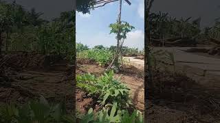 Morning visit the vegetable garden shortvideo satisfying stilts agriculture repair gaming [upl. by Fotzsyzrk]