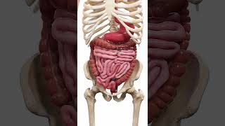 🍽️ Peristalsis The WaveLike Motion of Digestion 🍽️ anatomy [upl. by Naitsirt]