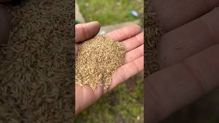 Planting some grass seeds in my front yard [upl. by Drucill237]