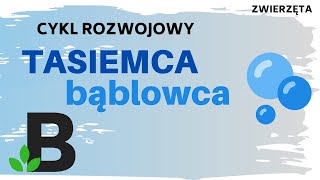 Cykl rozwojowy TASIEMCA BĄBLOWCA  Płazińce ZWIERZĘTA trójwarstwowe  KOREPETYCJE BIOLOGIA  316 [upl. by Na695]