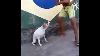 Video de perro bailando meme gracioso [upl. by Llerrehs]