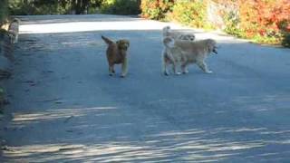 Seven Golden Retrievers Playing Ball [upl. by Nowtna941]