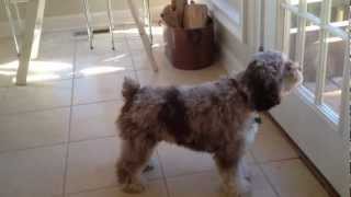 Dog barking at Squirrel 2 [upl. by Weinert]