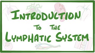 Introduction to the Lymphatic System [upl. by Shaw]