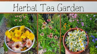 Summertime Herbal Tea Garden  Everything Is Blooming [upl. by Deckert]