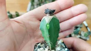 Ariocarpus Godzilla формирование коллекции Мысли в слух и рассуждения на тему коллекционирования [upl. by Boor625]