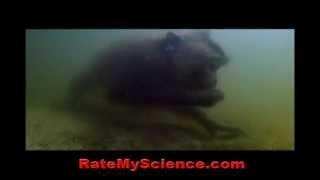 Crabeating macaque with amphibious skill Rate My Science [upl. by Castora446]