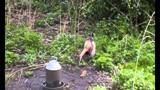 The Golden Pheasant AKA Chinese Pheasant in Kew Gardens [upl. by Tabbie]