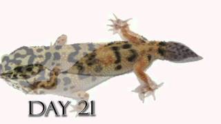 Leopard Gecko Time Lapse Tail Regeneration Regenerated Leopard Gecko Tail [upl. by Pilif]