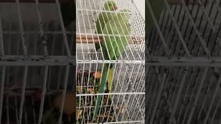 maina ki awaazfemale parrot voiceparrotnoises parrot [upl. by Gladys]