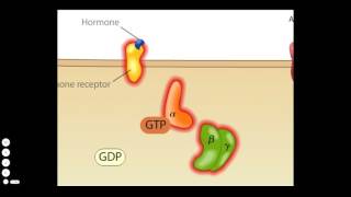 Cholera Toxin Mode of Action [upl. by Absa267]