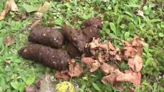 Signs of Autumn and Bear Poo in My Yard [upl. by Copland765]