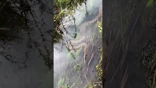 ¿Gigantes del Amazonas Anacondas ASOMBROSAS en su hábitat natural [upl. by Ferrick906]