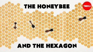 Why do honeybees love hexagons  Zack Patterson and Andy Peterson [upl. by Engud]