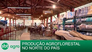 SBT Agro 16092024  Produção agroflorestal é sucesso no norte do Brasil [upl. by Collen]