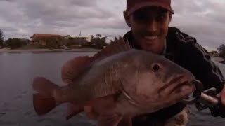 Mangrove jack fishing  just on dark in a canal [upl. by Htrow220]