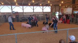 West Lampeter Fair swine show  showmanship 92524 [upl. by Cave]