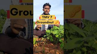 TMV 7 Groundnut 🥜 agriculture farming farmer groundnut horticulture FarmFactsTamil 🌾🌾 [upl. by Otrebmal]