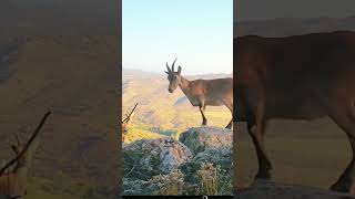 Cabras montesas ❤️ wildlife nature animals [upl. by Rees]