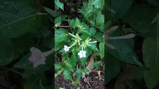 Mirabilis jalapa හෙන්දිරික්කා🌻🌻🌻 [upl. by Voletta]