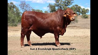 LOT 4 EVERSLEIGH QUARTERBACK HP [upl. by Yaj494]