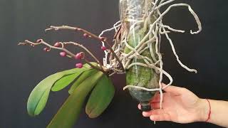 RECICLA BOTELLAS DE PLÁSTICO PET EN MACETAS COLGANTES PARA ORQUÍDEAS ♻️ IDEA CON RECICLAJE ♻️ [upl. by Emelin]