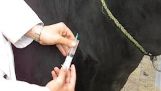 Subcutaneous Injection in Cow [upl. by Aerdnu990]