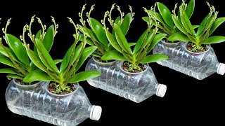 The secret to growing orchids in water bottles Flowers bloom profusely and never have root rot [upl. by Lothario]