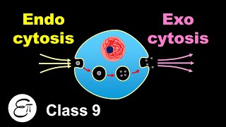 Endocytosis and Exocytosis  The Fundamental Unit of Life  5  for Class 9 in Hindi [upl. by Granger171]