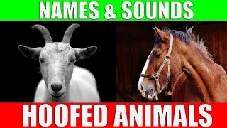 HOOFED ANIMALS Names and Sounds for Kids to Learn  Learning Ungulates Hoofed Mammals [upl. by Siram]