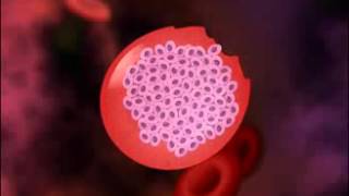 ▶ Malaria Life Cycle of Plasmodium HD Animation YouTube 240p [upl. by Brownley]