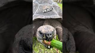 Tortoise adorable munching sounds🙊 short shortfeed tortoise [upl. by Eleahcim]